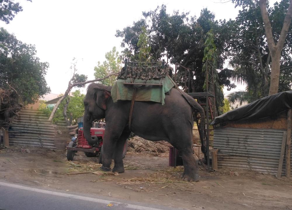 Corbett Jungle Safari